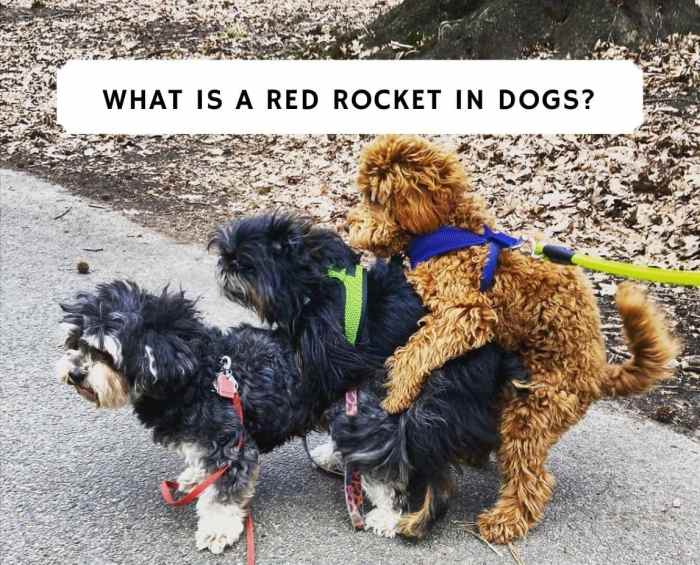 Flickr rocket red dog