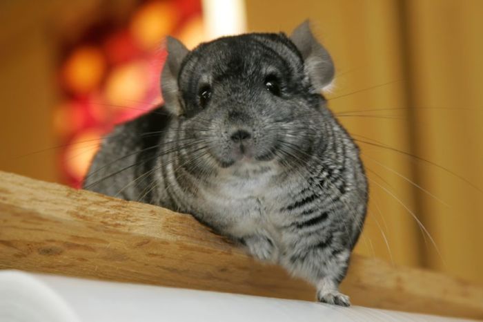 Chinchilla chinchillas mine gold fat