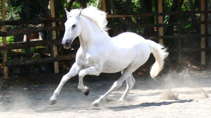 Name for a white horse