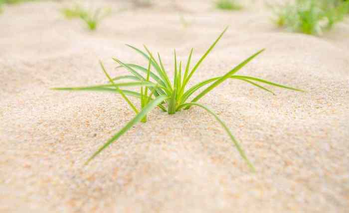 Will grass grow in sand