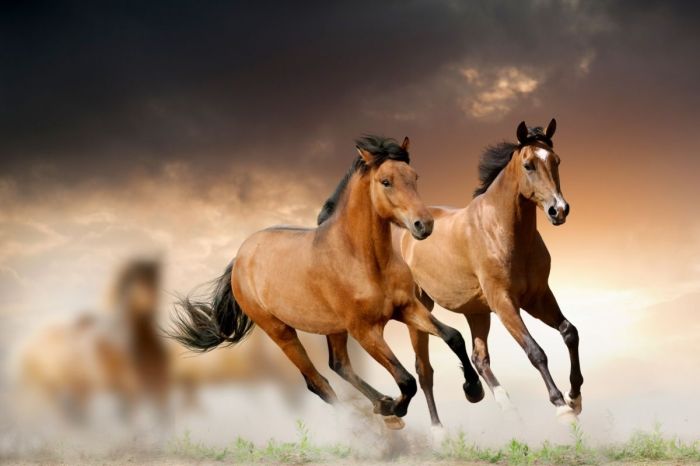 How fast can horses run