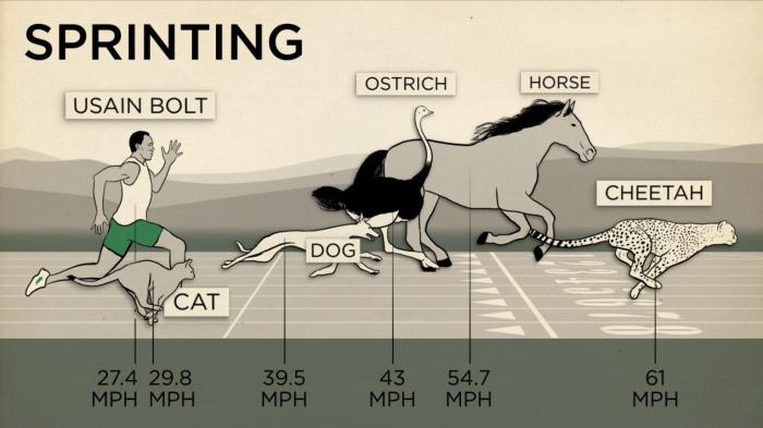 Fastest speed of horse