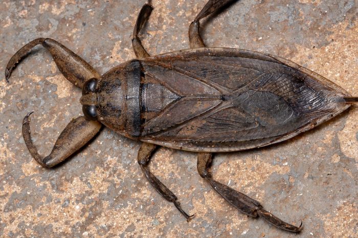 Bug ugliest miedo bichos insectos bugs chinches tripofobia raros list schultz