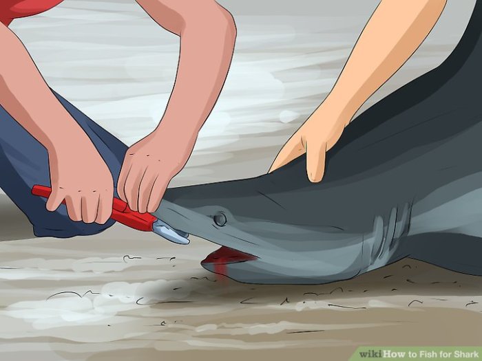 How to kill a shark