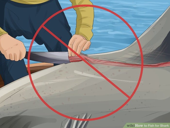 How do you kill a shark