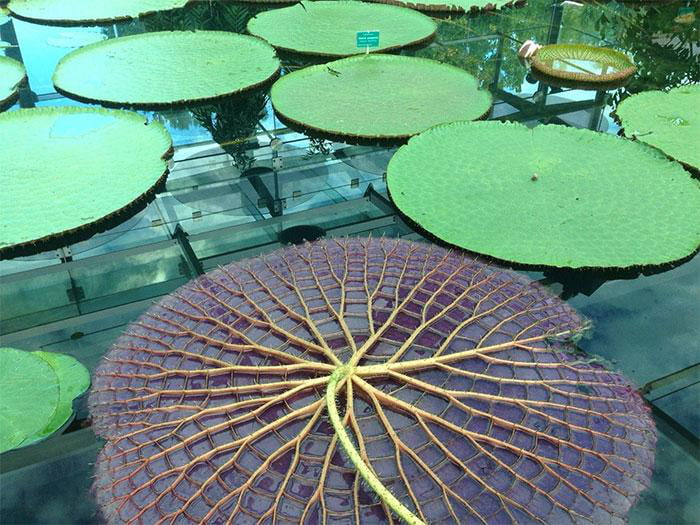 Underneath a lily pad