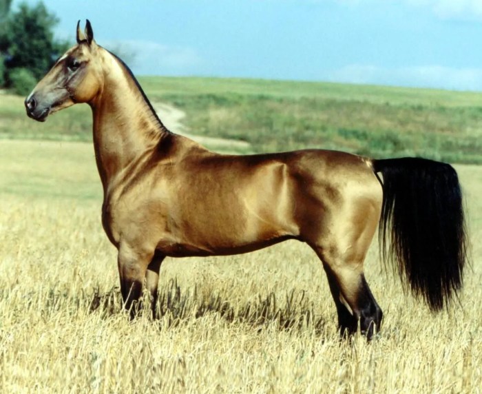 Names for gold horses