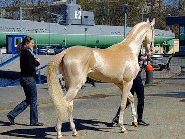 Akhal teke horse breed disposition