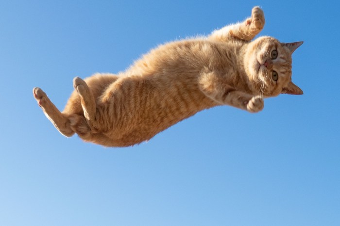 Cat jumping at camera