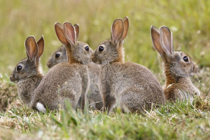 Cottontail rabbits poop disgusting wildly
