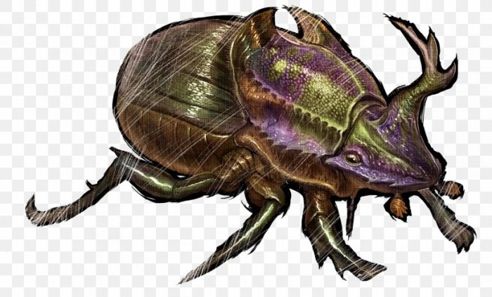 Beetle dung survival evolved feces gigas wildnis