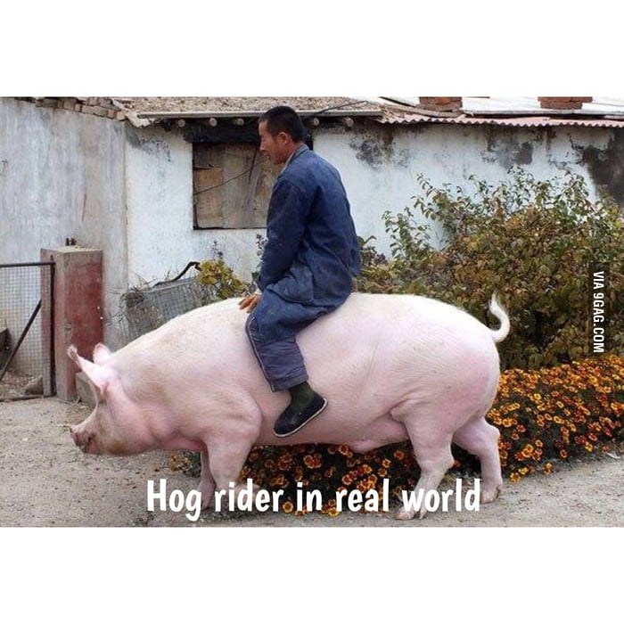 Hog rider in real life