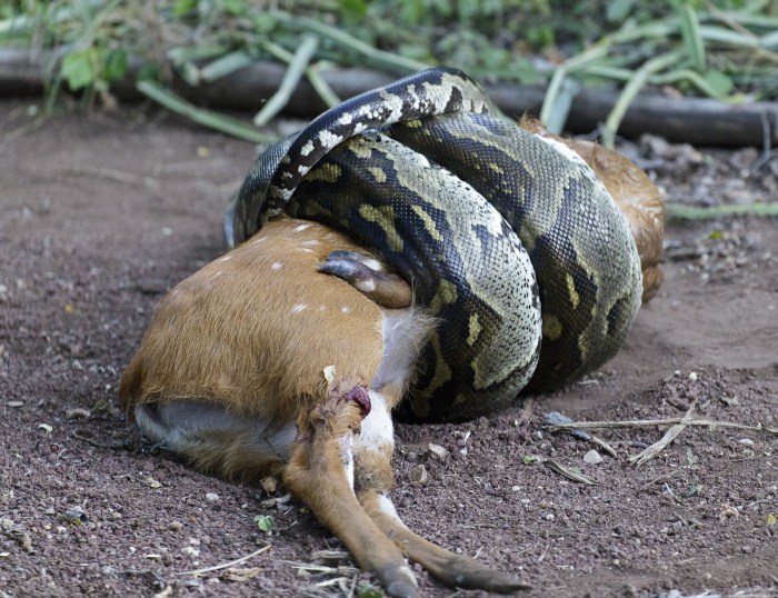 Prey killing the cook