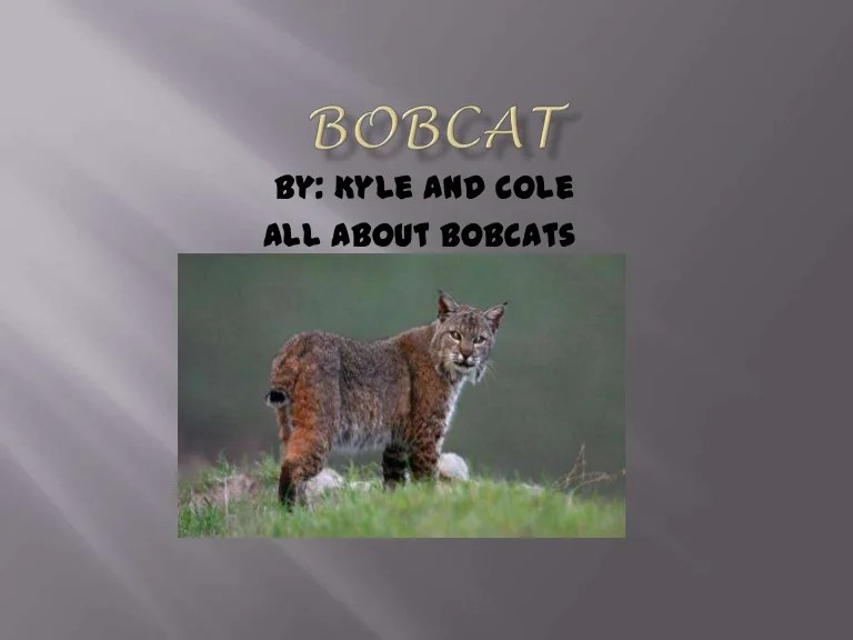 How to locate bobcats