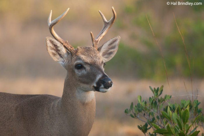 Deer with small antlers