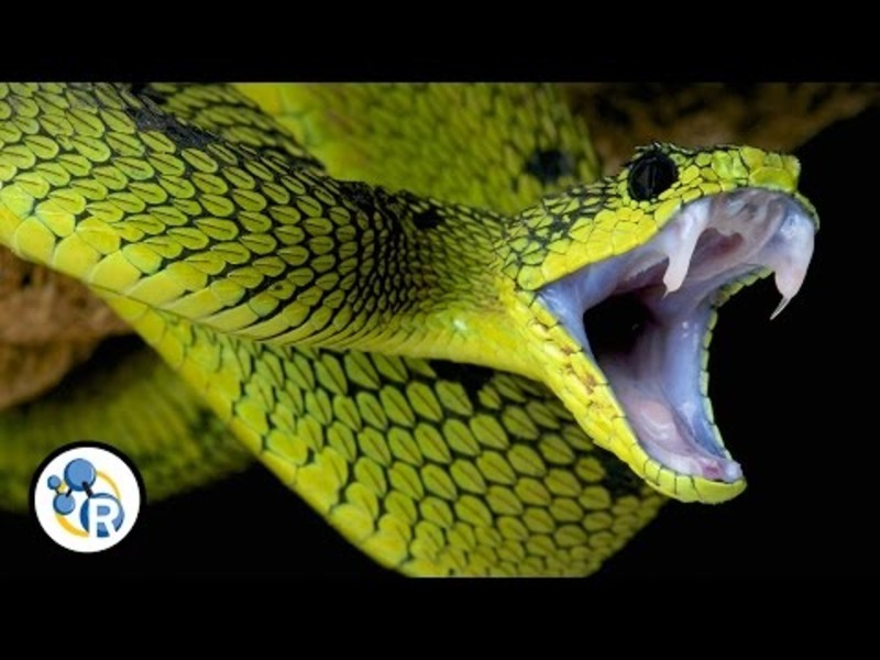 How tall is venom snake