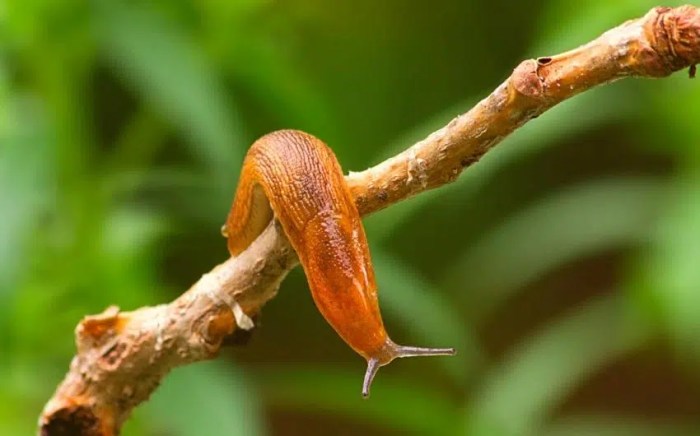 Shotgun chokes slug