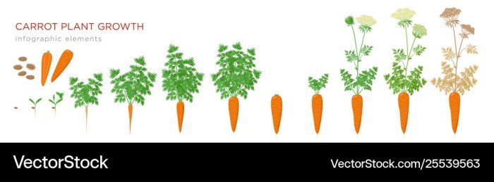 Carrot stages of growth