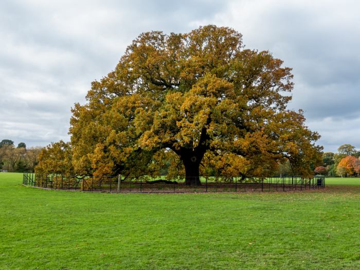 How tall do oak trees get