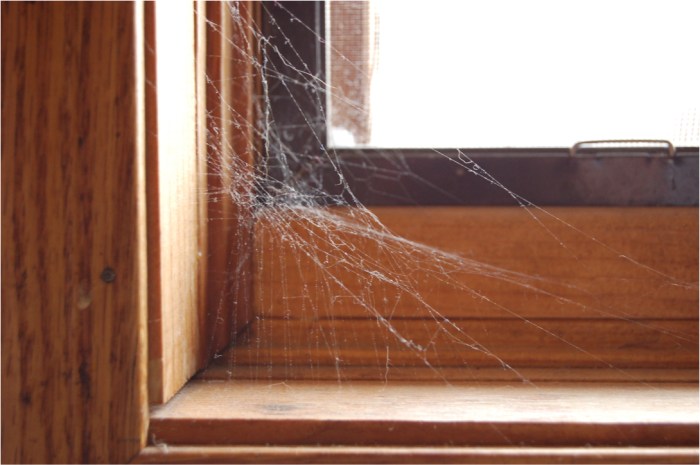 Dust webs vs spider webs