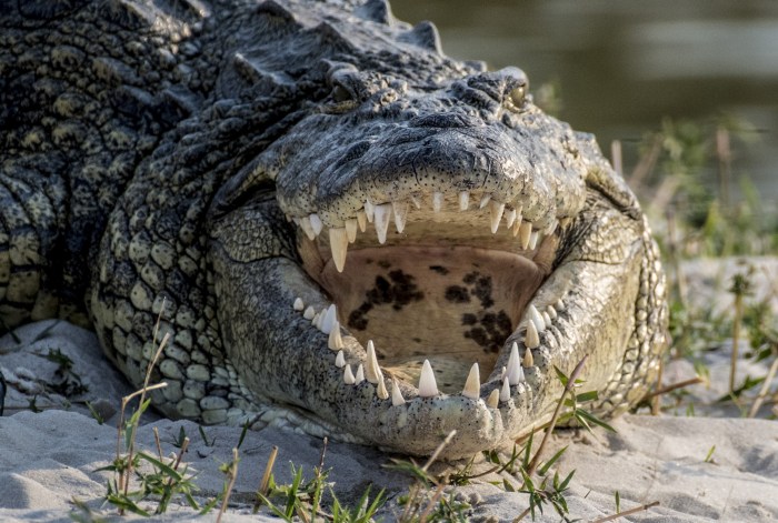 Crocodile croc australia saltwater giant national australian kakadu park crocodiles big cruise crocs ministers call show chomps another front massive