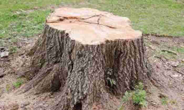 Can tree stumps grow