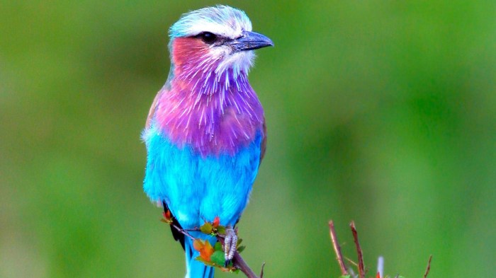 Blue and purple bird