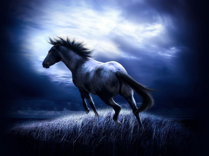 Dark horse wallpaper wallpapers horses