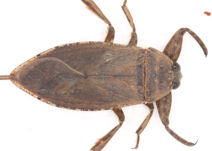 Acnh giant water bug