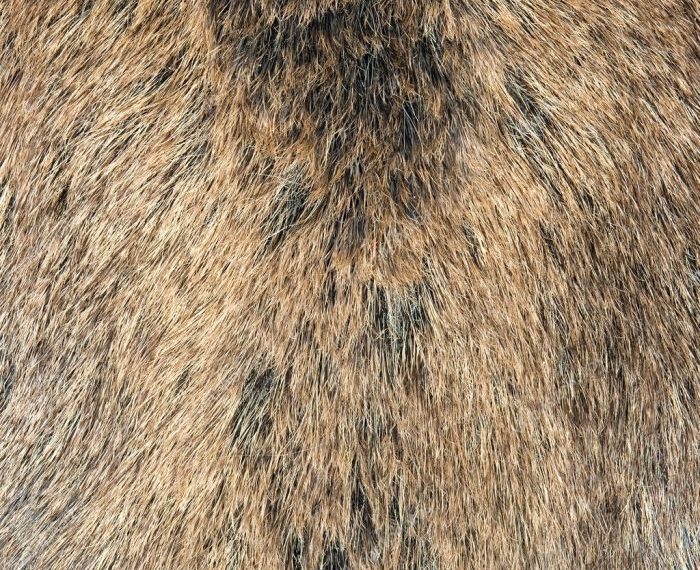 Boar wild skin auction catawiki ended viewing now has