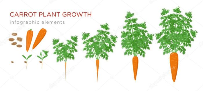 Carrots