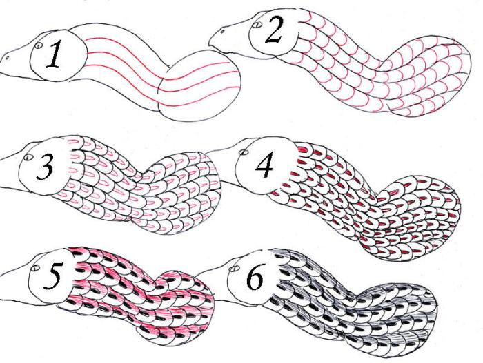 How to draw dragon scales