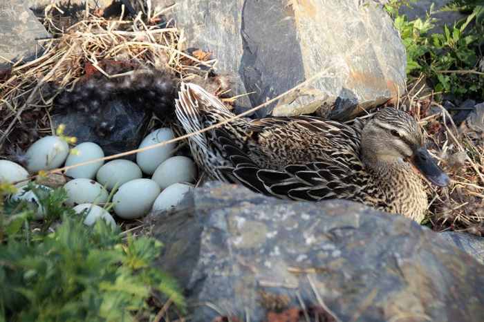 Ducks lay eggs how often