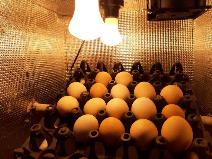 Egg incubator incubators eggs automatic price kerala wholesale incubation hatching humidity technique food