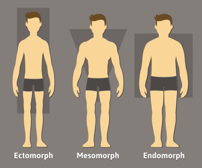 Body male female types ecto mesomorph