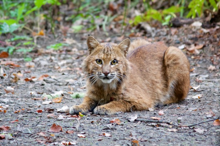 How to find bobcats