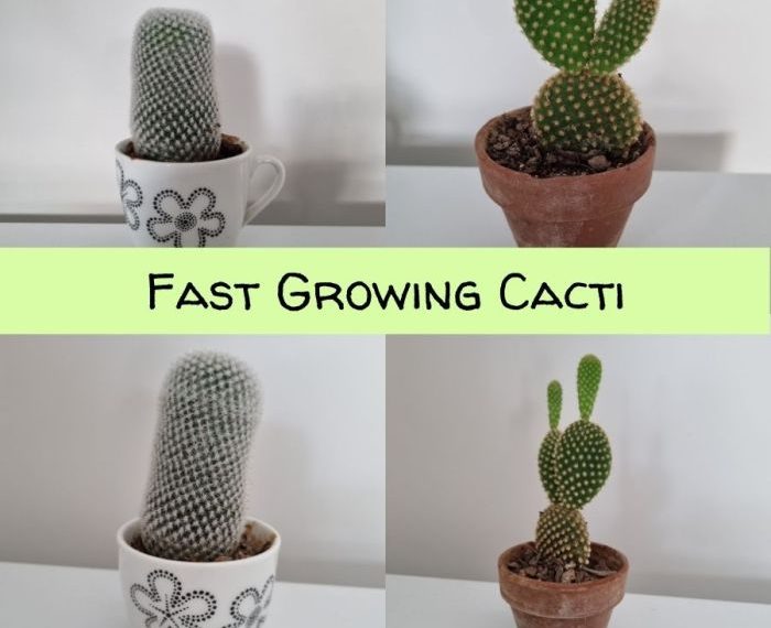 How fast do cacti grow