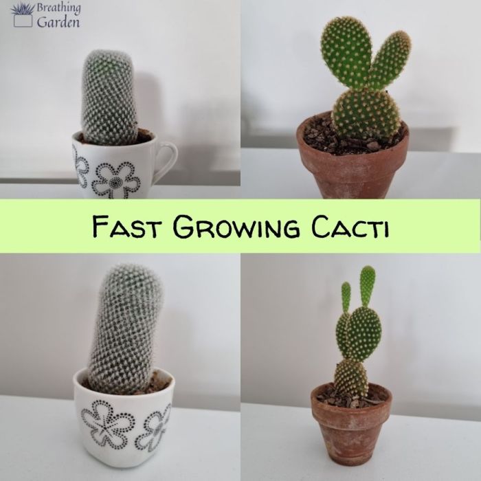 How fast do cacti grow