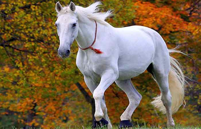 Big white horse names