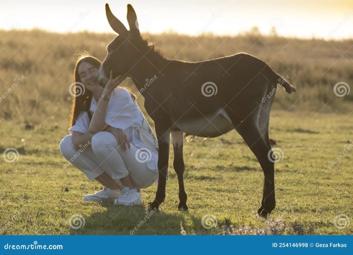 How do you tame a donkey