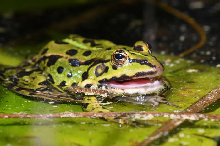 Can frogs drown minecraft