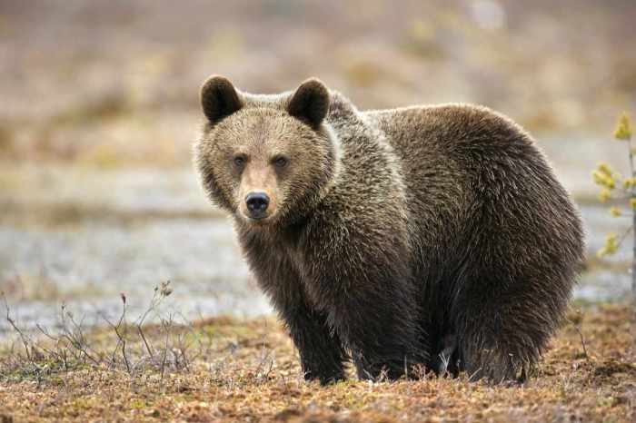 Kuma meaning in japanese