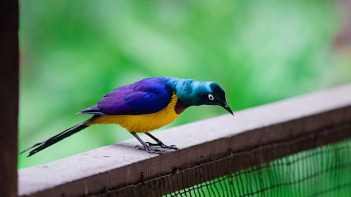 Yellow and purple bird