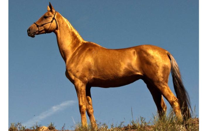Name for golden horse