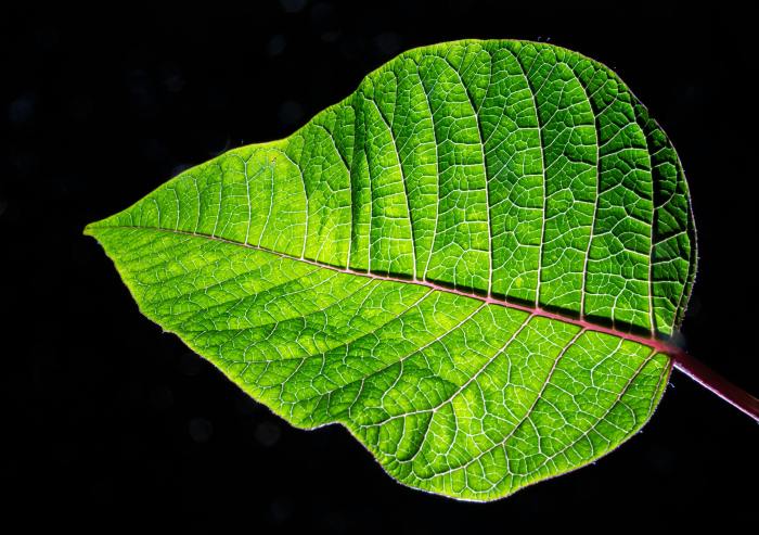 Leaf green large indo liana tart kembang