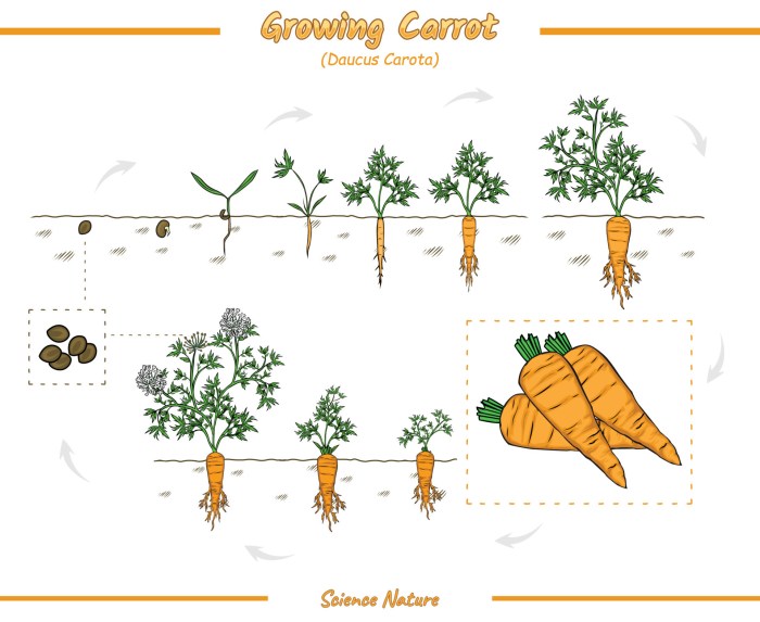 Growth stages of carrots