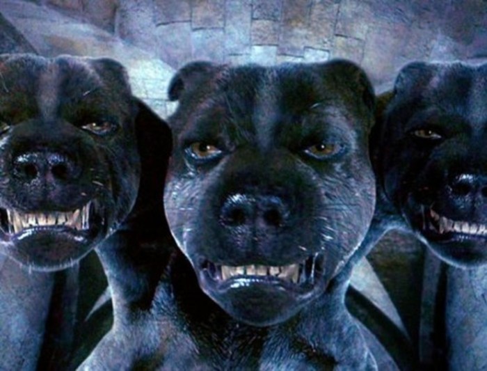Dogs in harry potter