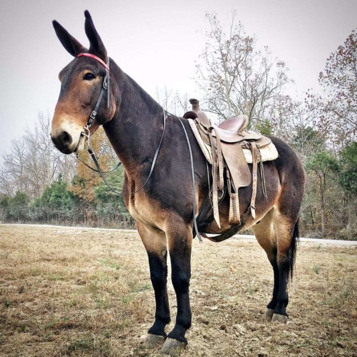 Breed donkey and horse