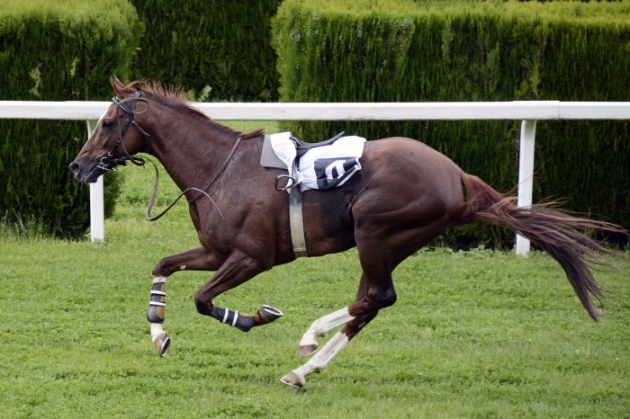 How fast racehorses run