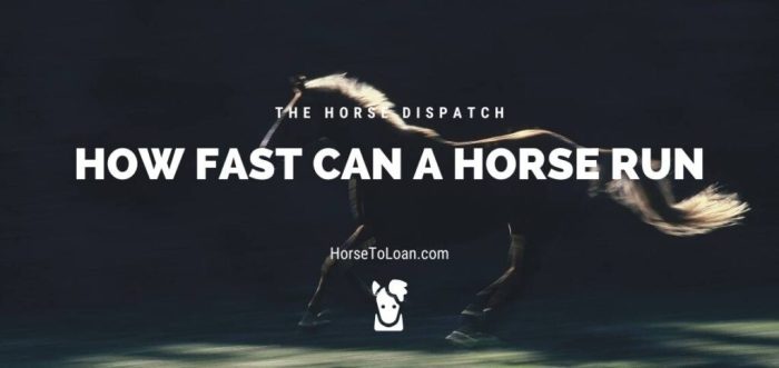 Equine hernandez horses vergara gallop honors montana